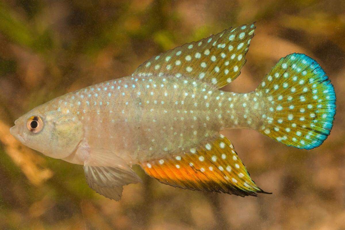 A male specimen of H. bonita.