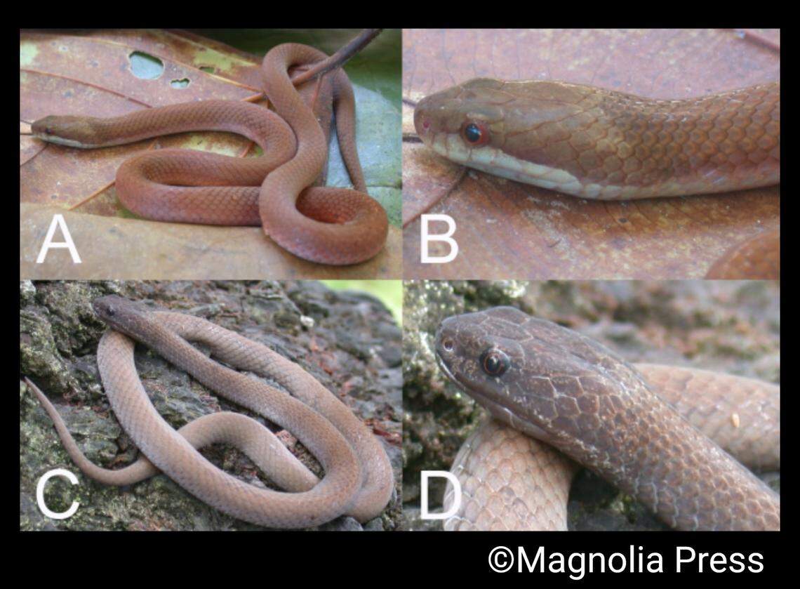 The snakes come in two color variants, an orange and a dark morph.