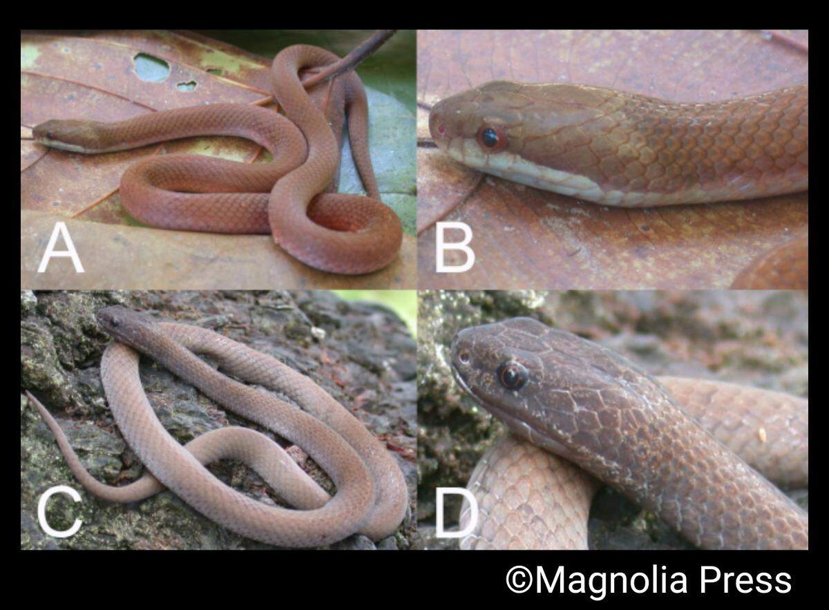 The snakes come in two color variants, an orange and a dark morph.