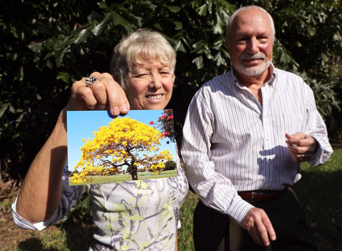Peter and Lee Brooke have lived on the Silver Fox golf course at Trump National Doral since 1995. Lee Brooke, left, holds a photo on Thursday, August 15, 2019, of the tabebuia tree that has been swallowed by fishtail palm trees that Donald Trump planted to block the residents’ view of the course.