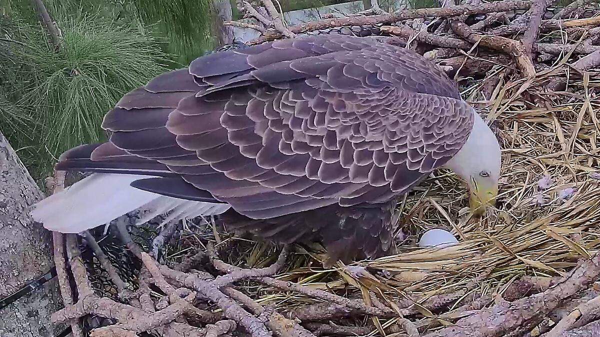 Un águila inspecciona un huevo recién puesto en una plataforma de anidación establecida por Ron Magill del Zoo Miami y Wildlife Rescue of Miami-Dad. El momento fue captado en vivo por la "Eagle Cam" del Zoo Miami.