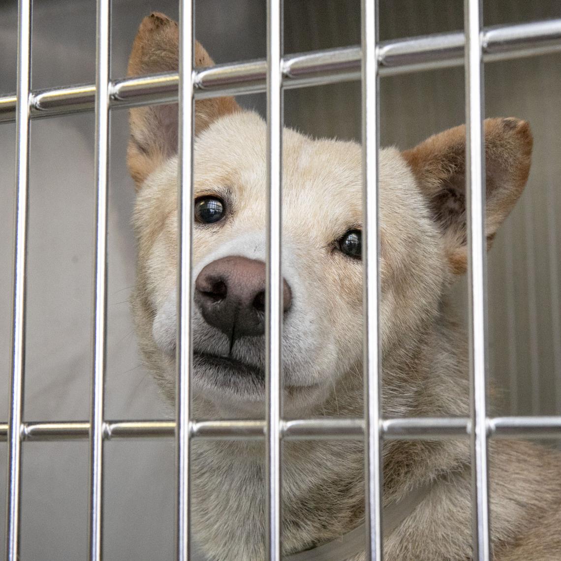 A 13-year-old male terrier mix named Lester in his kennel. Lester was found as a stray and is available for adoption.