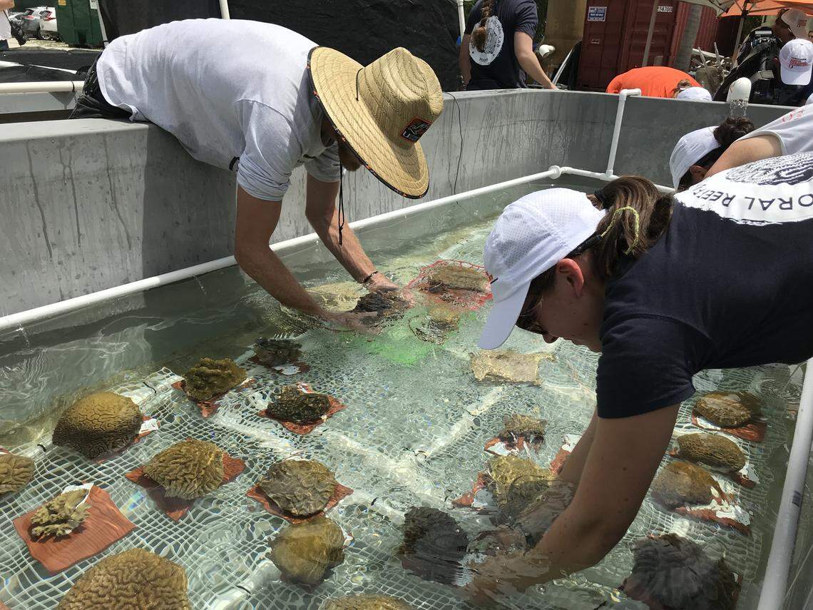 Marine biologists place corals in a holding tank where they will stay for a few weeks before being transferred to facilities all over the country as part of a coral rescue program