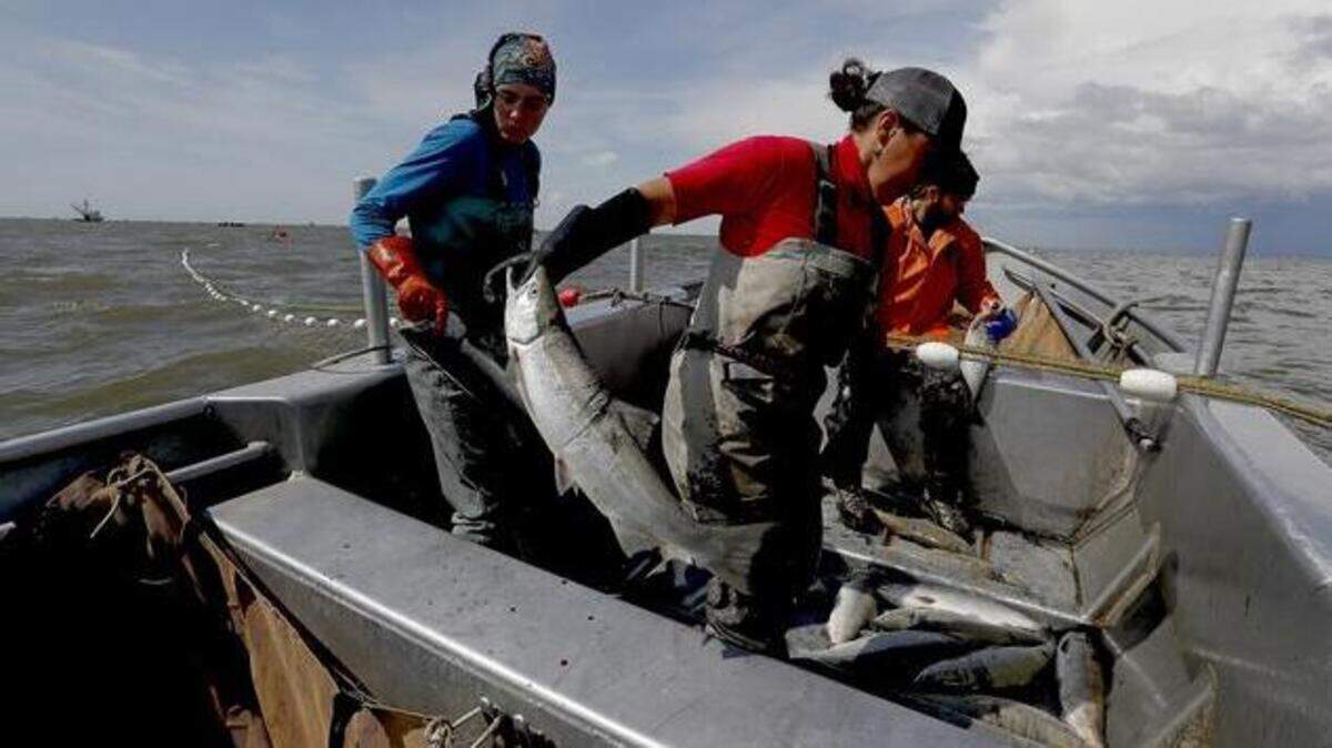 Fishing captain Melanie Brown, center, pulls sockeye salmon from her set net along the banks of Bristol Bay near Naknek, Alaska. .