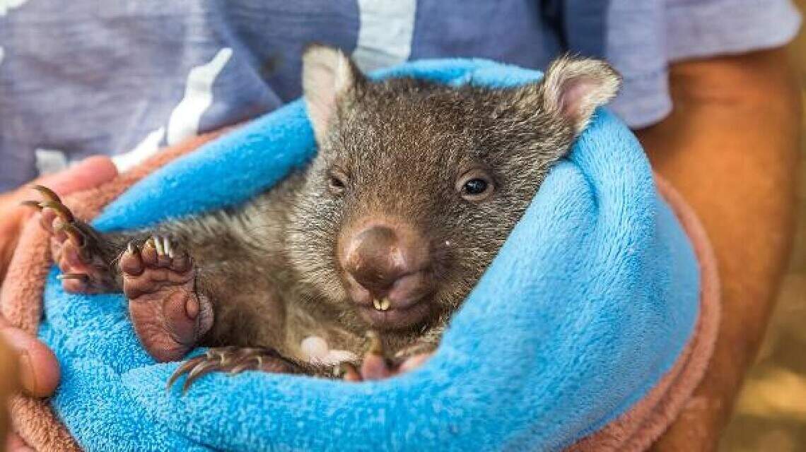 ‘No! We are NOT letting your emotional-support wombat on the plane! | Opinion