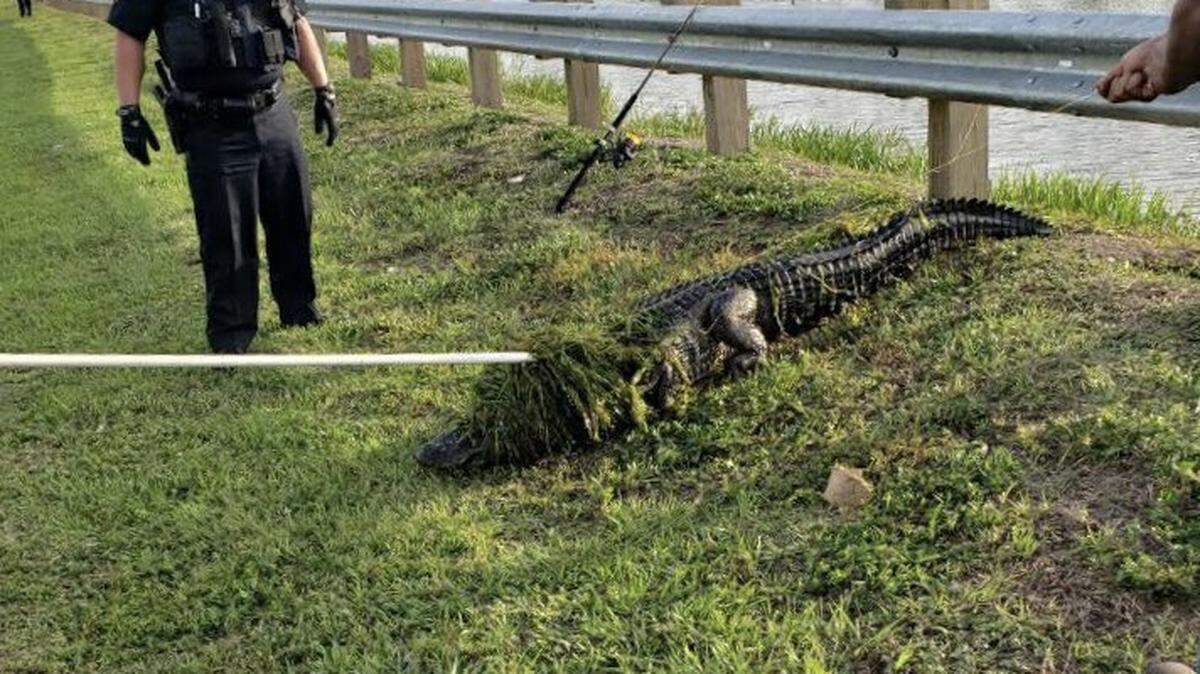 Pembroke Pines police removed an 8-foot alligator from near busy intersection April 5, 2019.