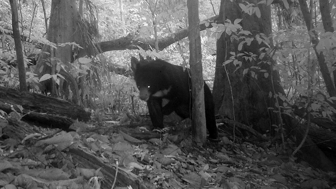 Asiatic black bears, including one missing a foot from a trapping incident, were spotted on trail cameras in the vast Cambodia park.