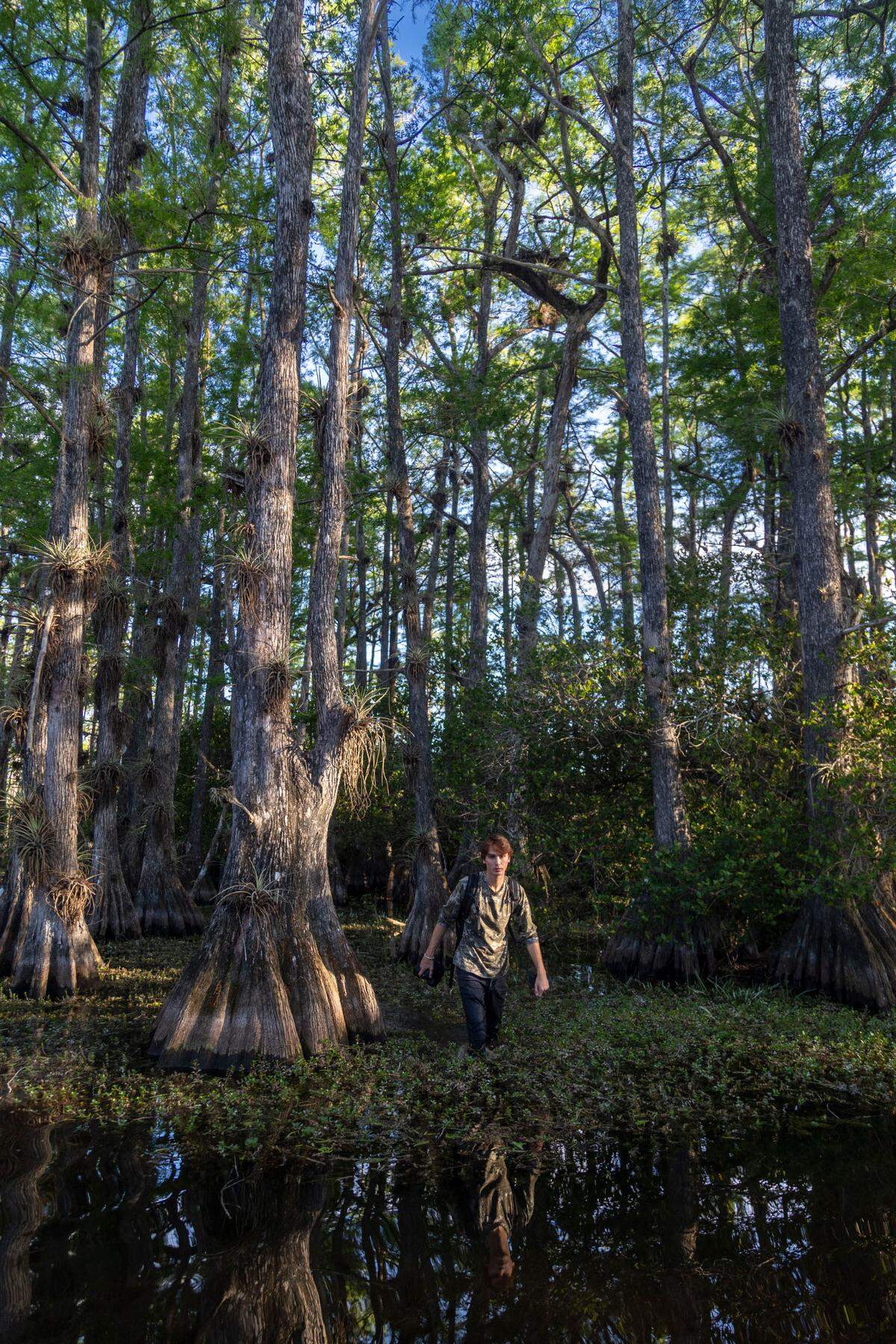 Miami, Florida, 17 de abril de 2024 - Luca Martínez camina entre los cipreses en la Reserva Nacional Big Cypress