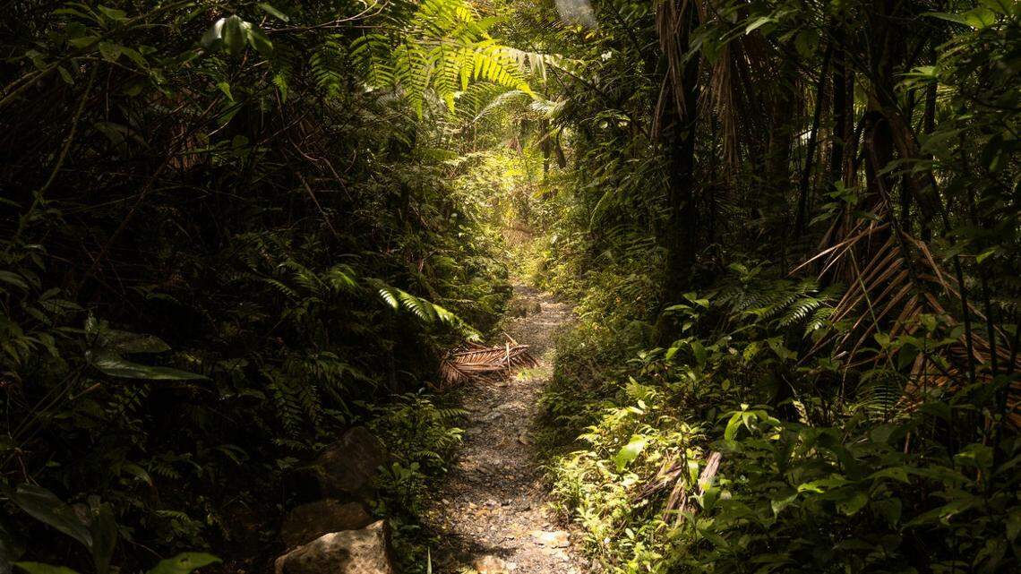 Researchers found a new species of frog in Peru, according to a new study. This photo is representative of the frogs’ forest habitat.