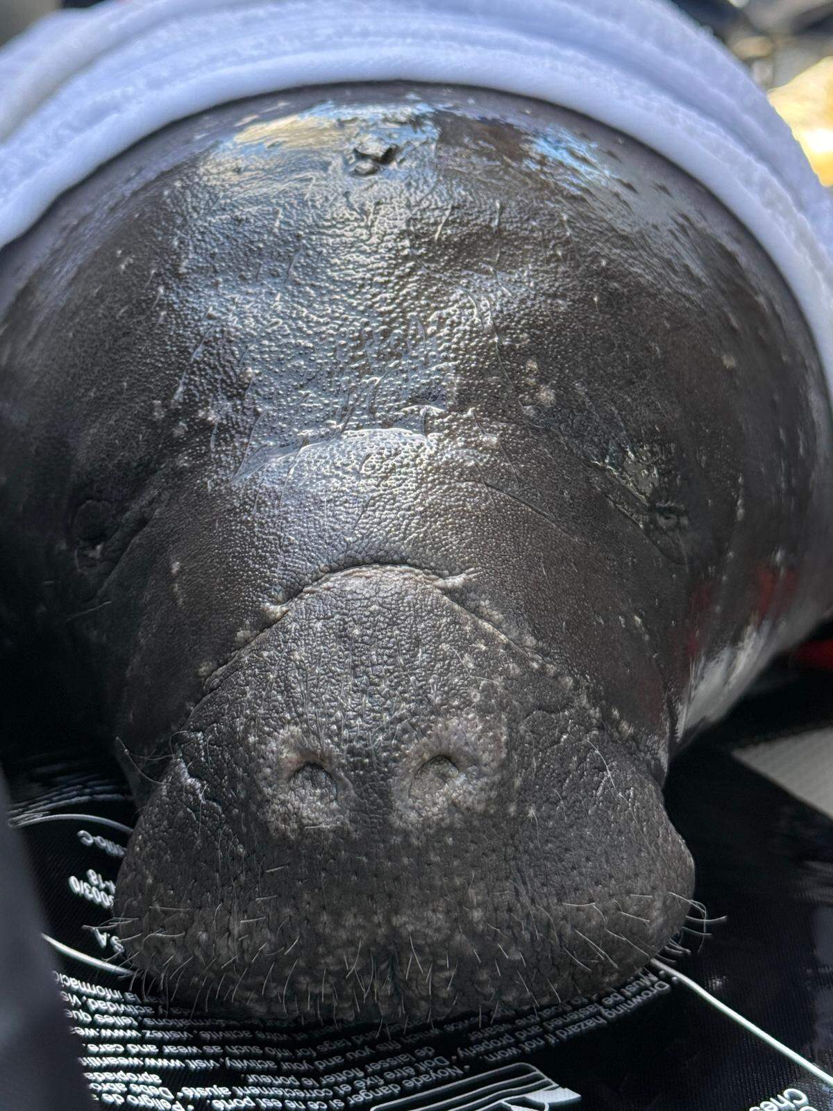 A wet towel is placed over a manatee calf after it was rescued from Largo Sound in Key Largo Tuesday, April 15, 2025.