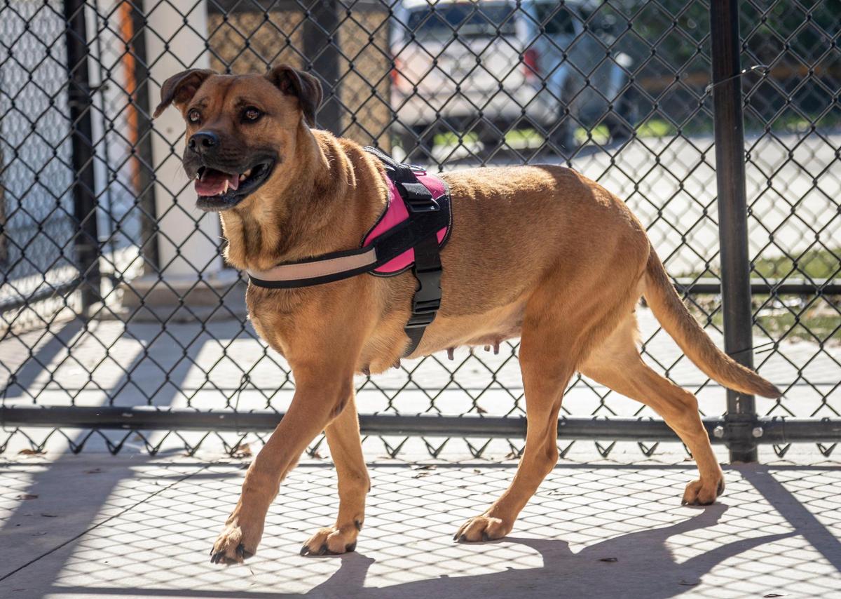 Miami, Florida, 23 de noviembre de 2021 – Trisha, una mezcla de bóxer de cuatro años de edad, toma un poco de aire fresco en el área de ejercicio en el refugio de animales del Condado Miami-Dade en Doral. Es la que más tiempo lleva en el refugio y necesita un hogar con experiencia.