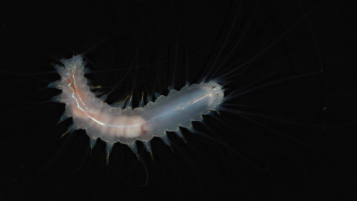 polychaete worm species glass sponge