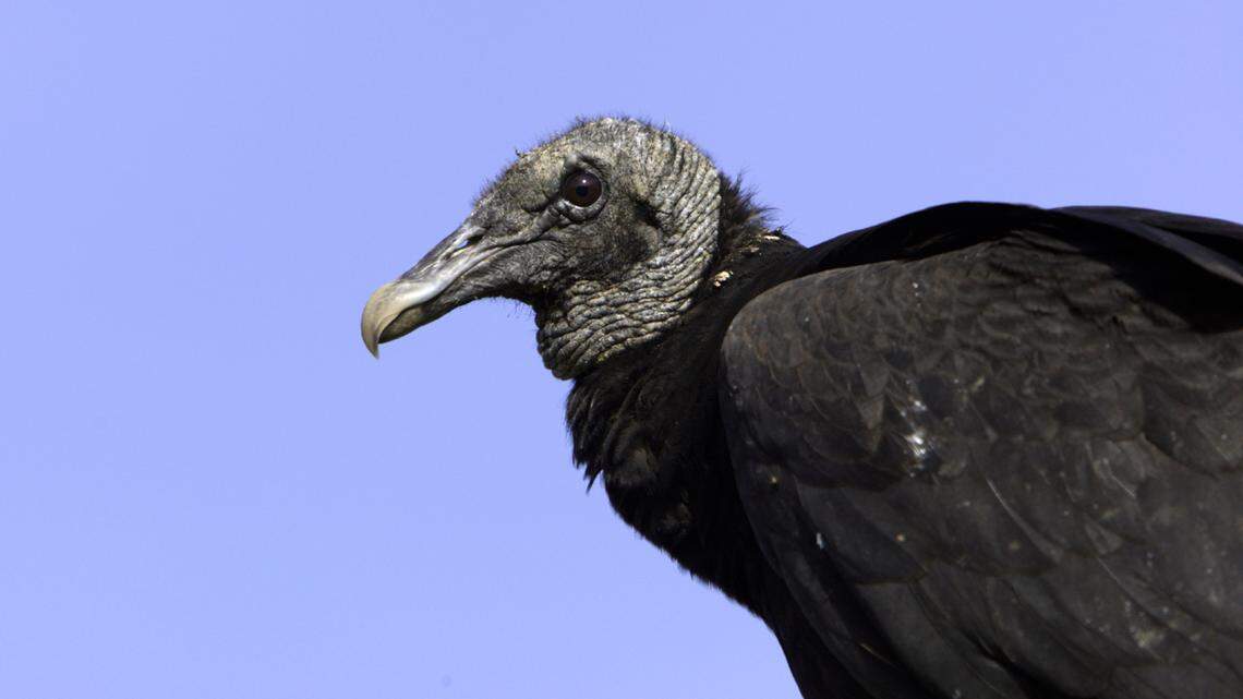 More than 100 dead black vultures were found near a New Jersey hiking trail, officials say. This has shut down the trail as a virus is killing the birds.