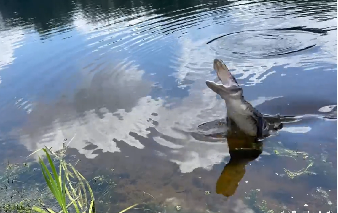 This is the moment the young alligator threw a tantrum in the water.