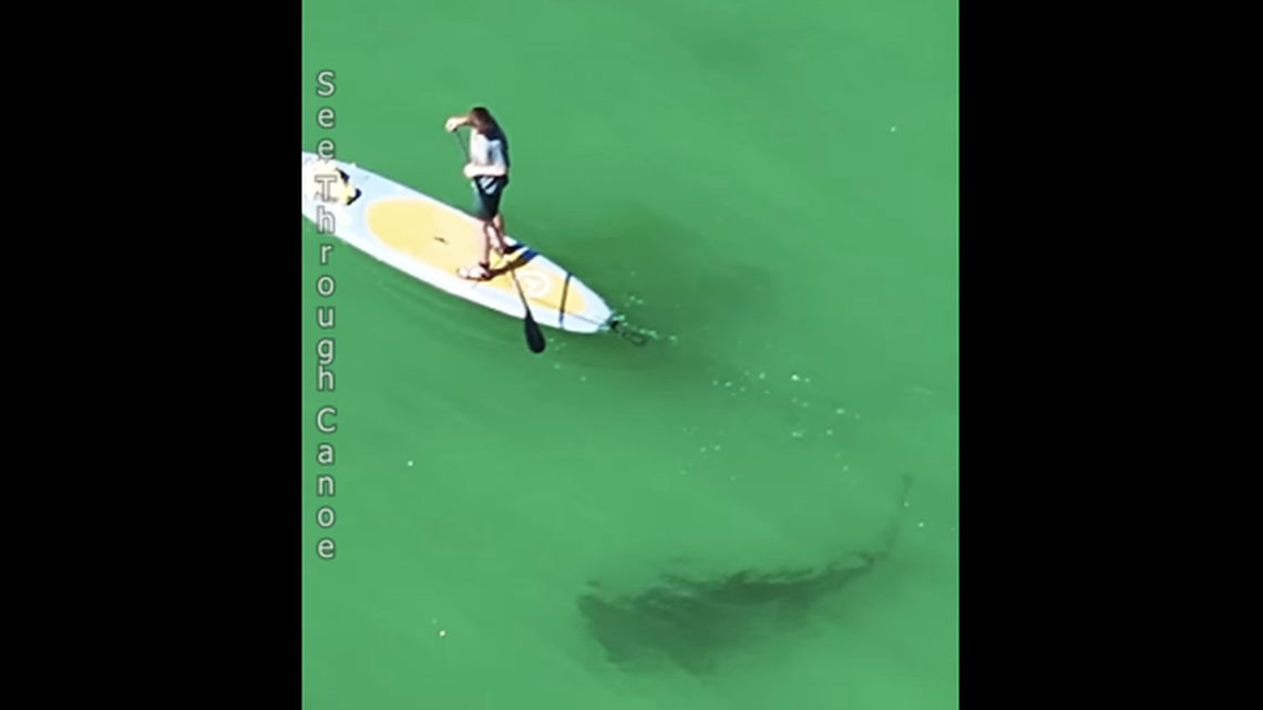 Video recorded off St. Petersburg, Florida, shows a large hammerhead shark was hunting below people who were swimming and paddleboarding.