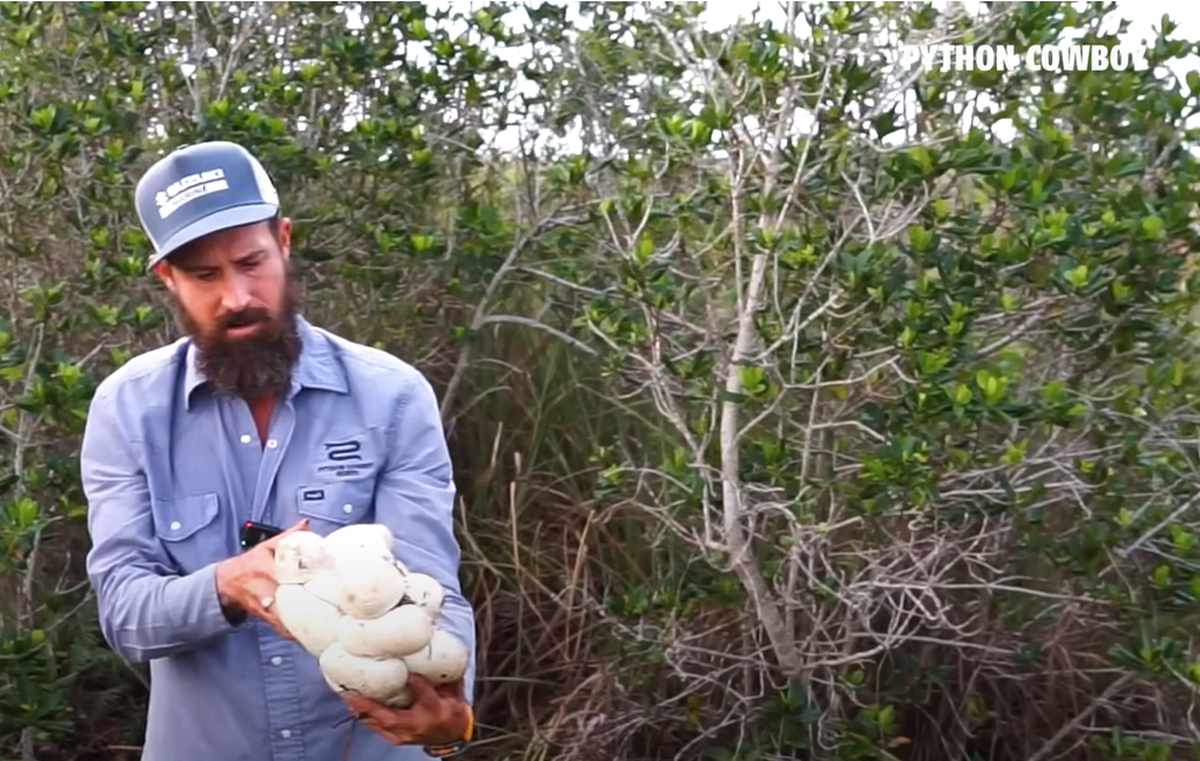 The dozens of eggs found in the three nests were stuck together, video shows. They were all removed from the island.