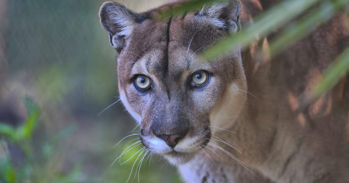 The Florida panther is among protected species that live in Big Cypress.
