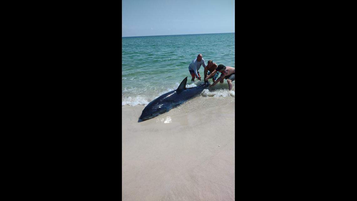 The group pulled the shark back into the water.