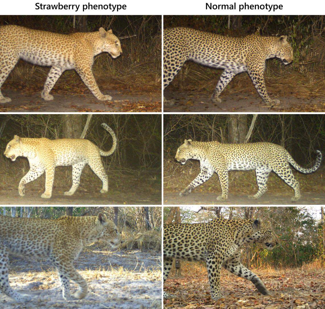 The genetic mutation causes the well-known black spots of the leopard to instead grow in red or brown.