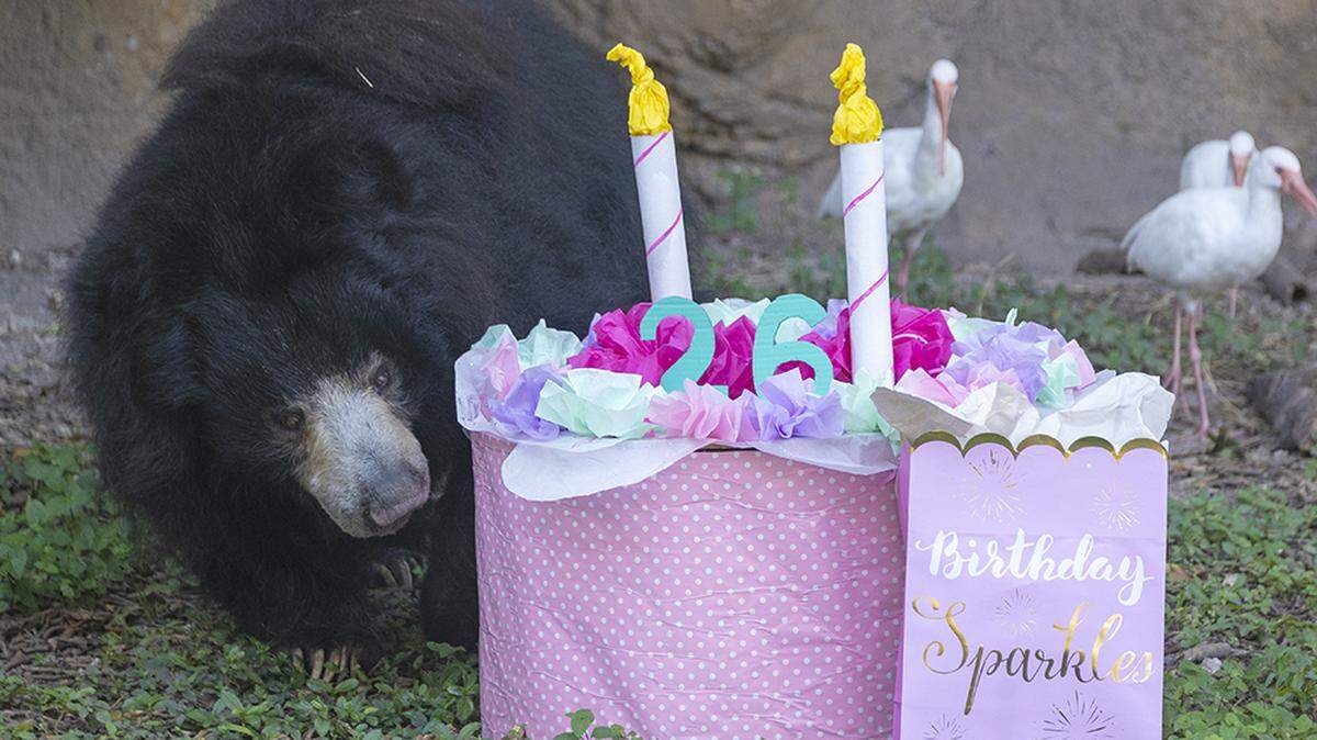 Keesha, a sloth bear at Zoo Miami, turned 26 on Jan. 4, 2022.