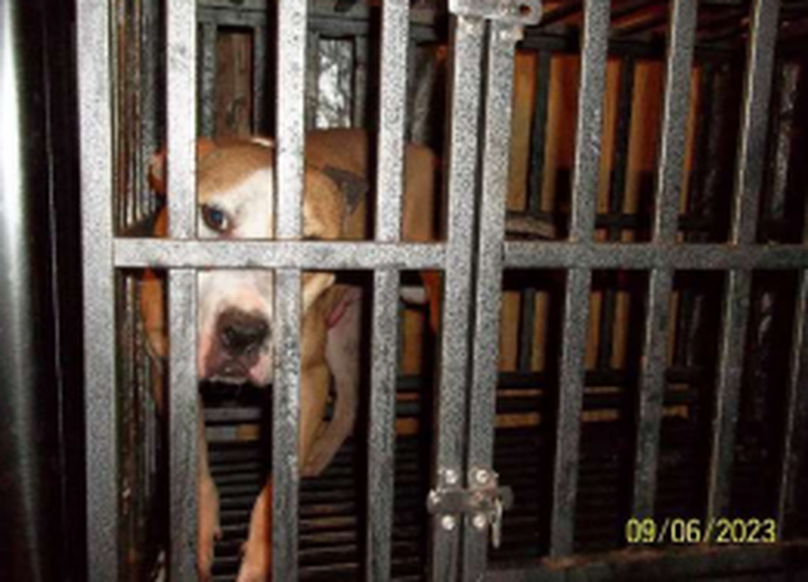 One of five caged “pit bull-type dogs” found at Moorefield’s home on Sept. 6, according to the criminal complaint.
