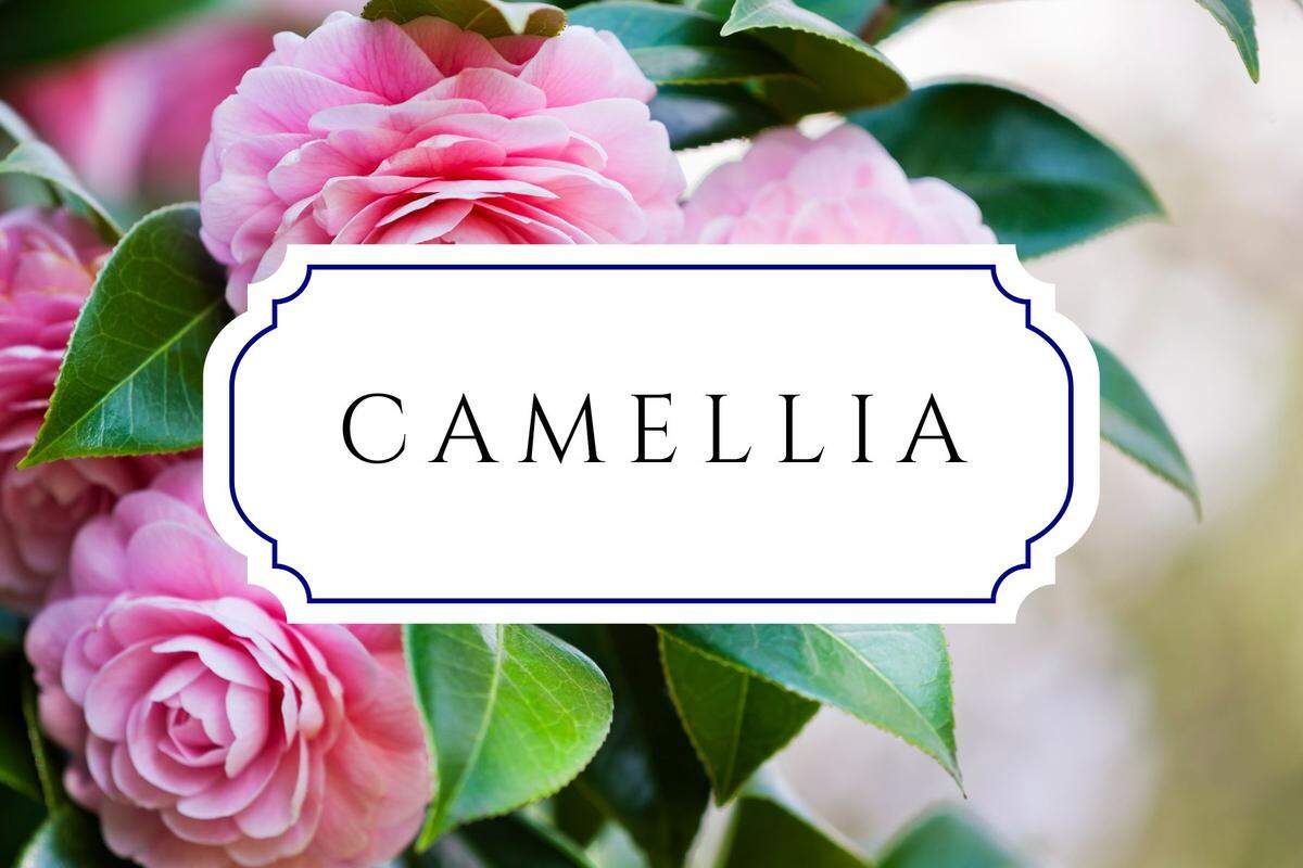 unique nature names camellia