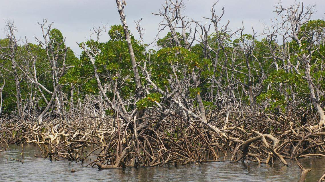 In a mangrove forest on the coast of Brazil, a new species was found clinging to the tangled roots.