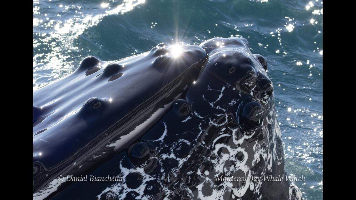 Photos show the bumps on the whale’s skin.