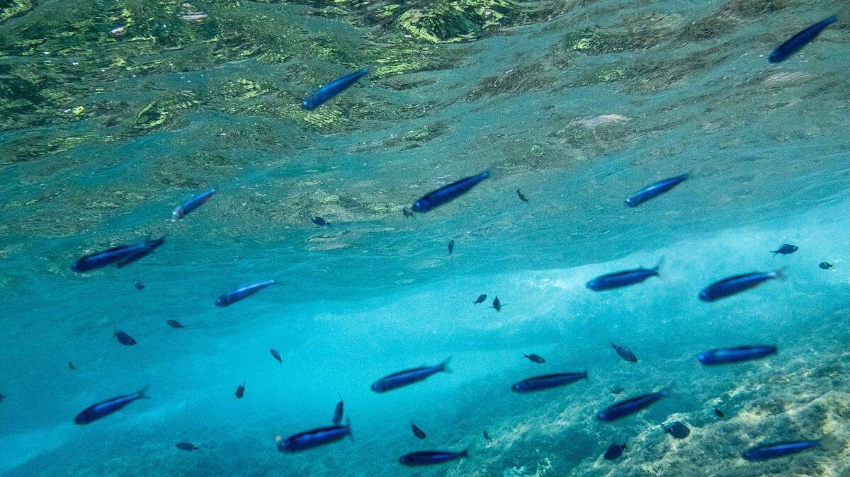 Scientists Confirm Fish Can Climb Waterfalls by the Thousands
