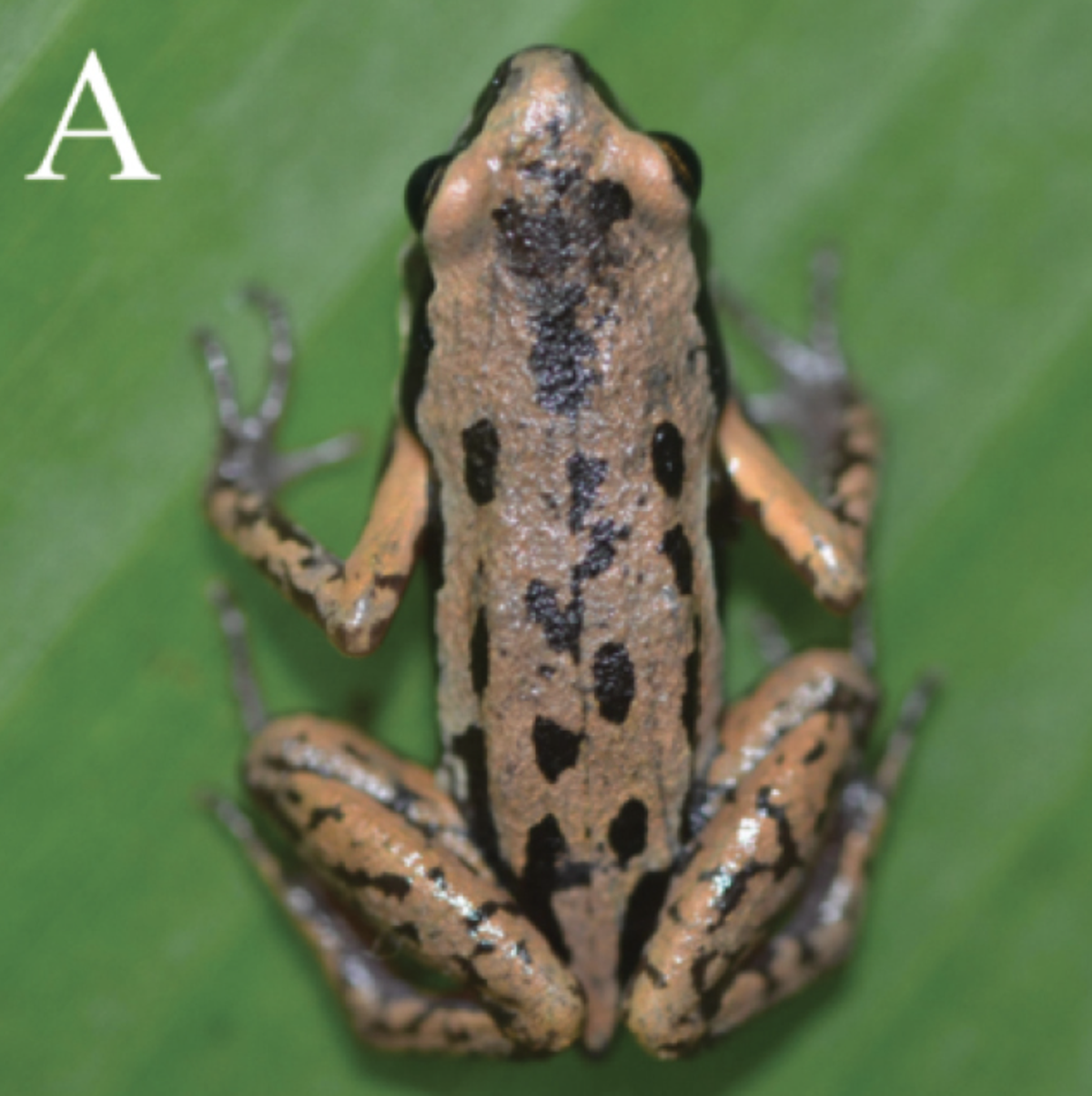 The small frog is about an inch long, researchers said.