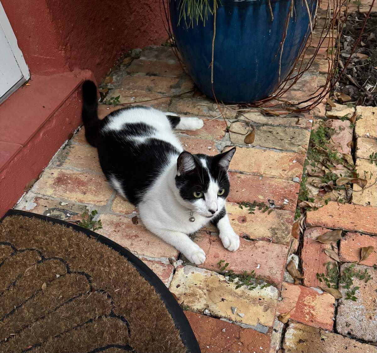 Residents of Coral Gables unite after Carrot the Cat’s death to demand speed bumps and safety measures from the city.