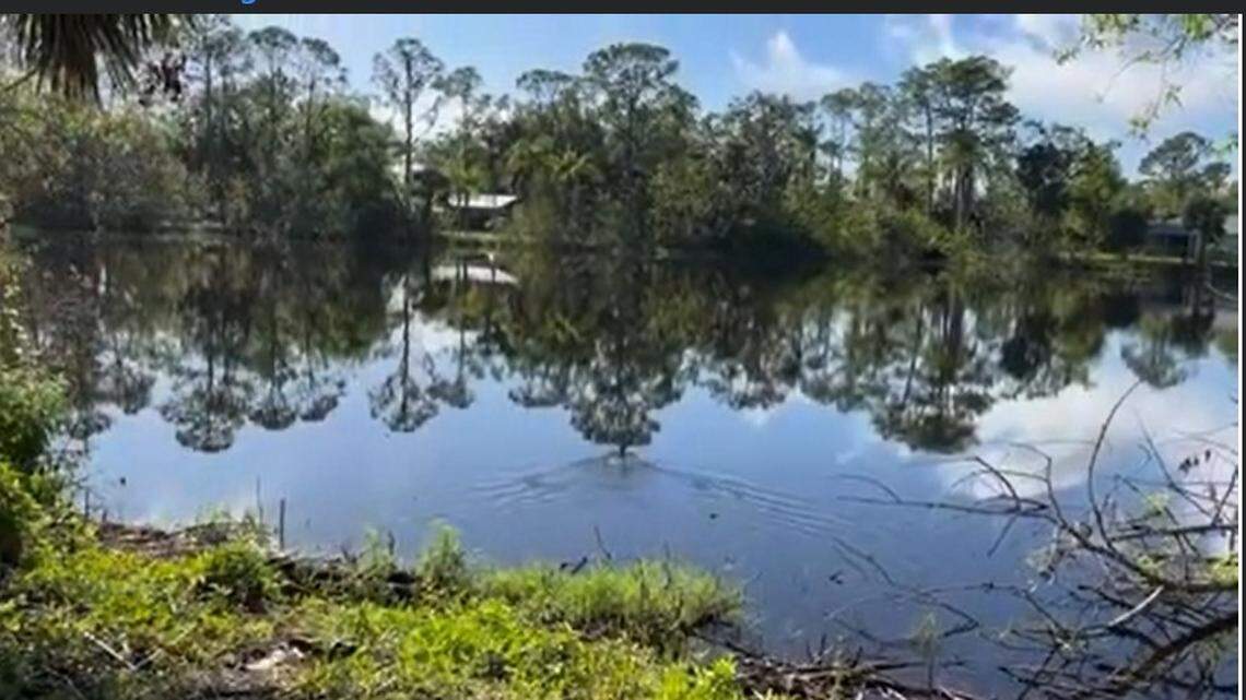 An adult female anhinga was brought to the Clinic for the Rehabilitation of Wildlife after she was found with her beak entangled in a sock 
