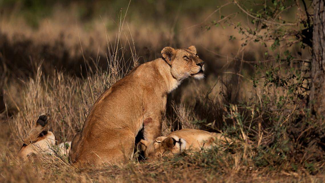 Research has found new evidence that animals, such as lions, are very vulnerable to the effects of warfare. (Chris Sweda/Chicago Tribune/TNS)