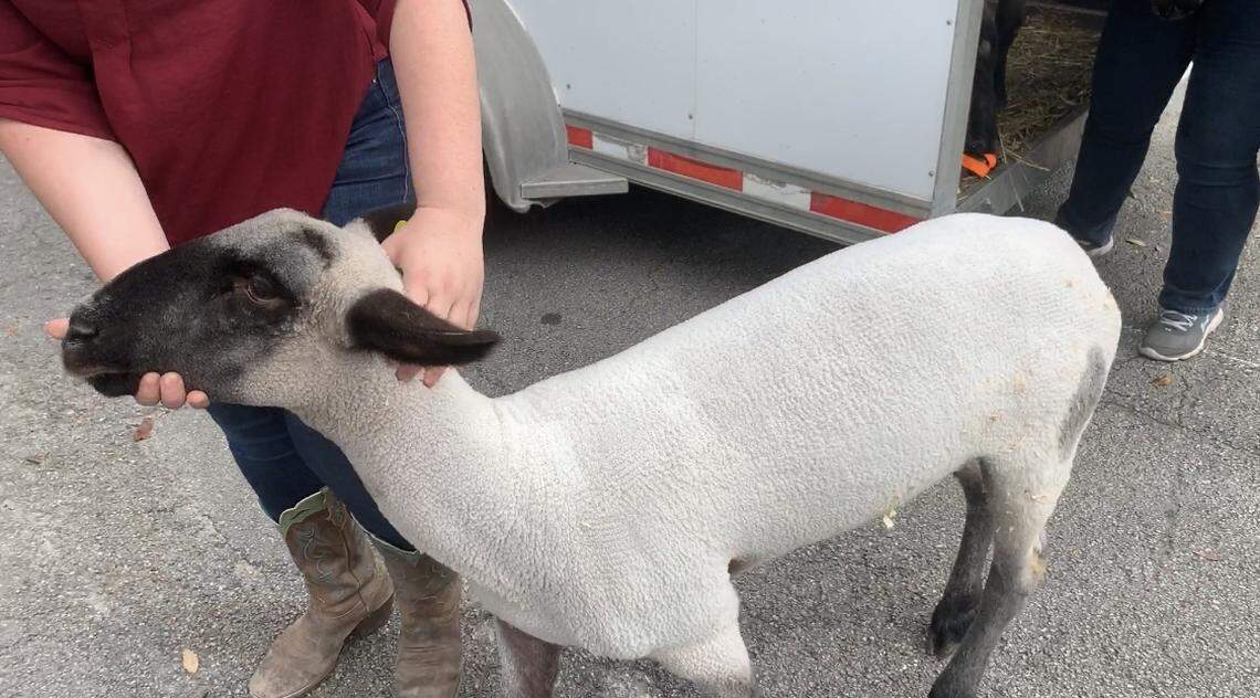 More than 60 animals were already at the Miami-Dade County Youth Fair Thursday when the carnival was shutdown.