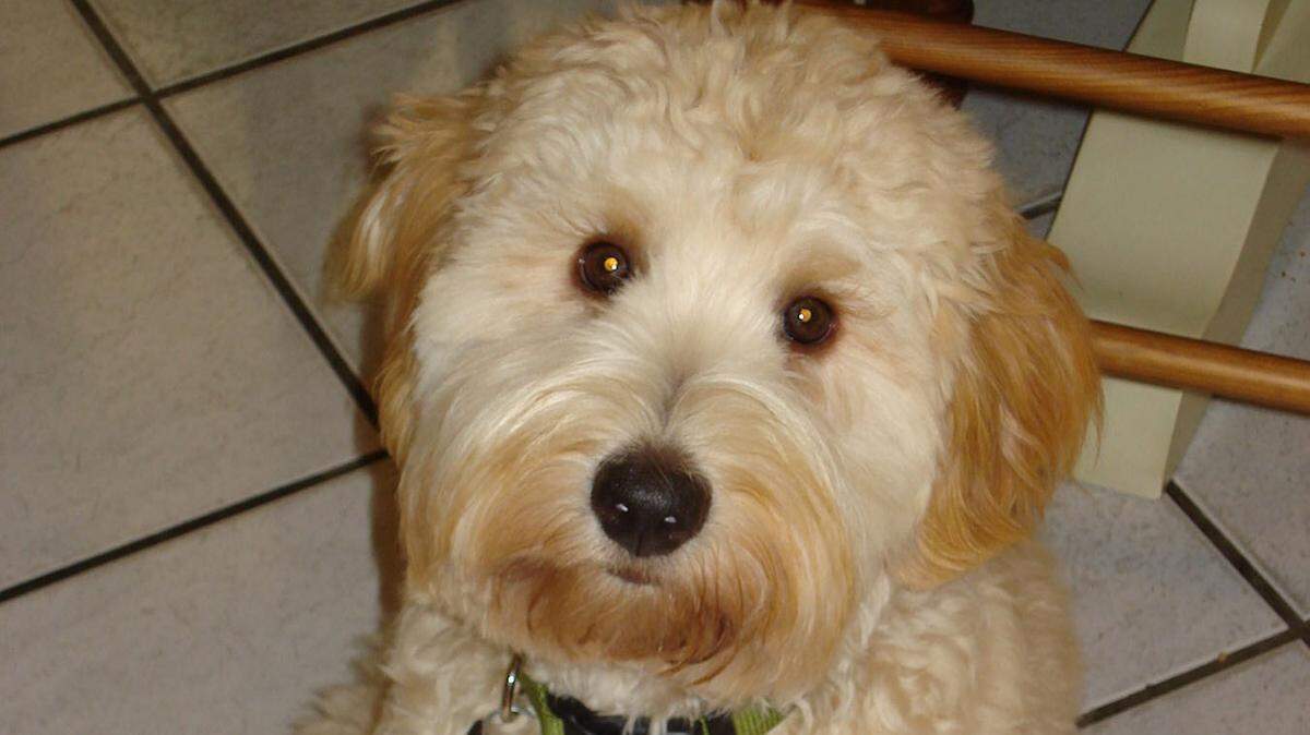 Labrador retrievers mixed with standard poodles (Labradoodles) are among the most popular dogs in the U.S. right now.