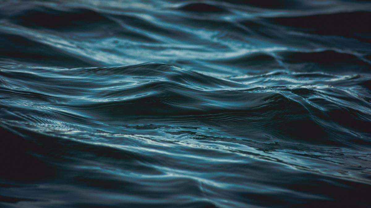 On an underwater mountain in the depths of the Pacific Ocean, a soon-to-be-mom was found as a new species.
