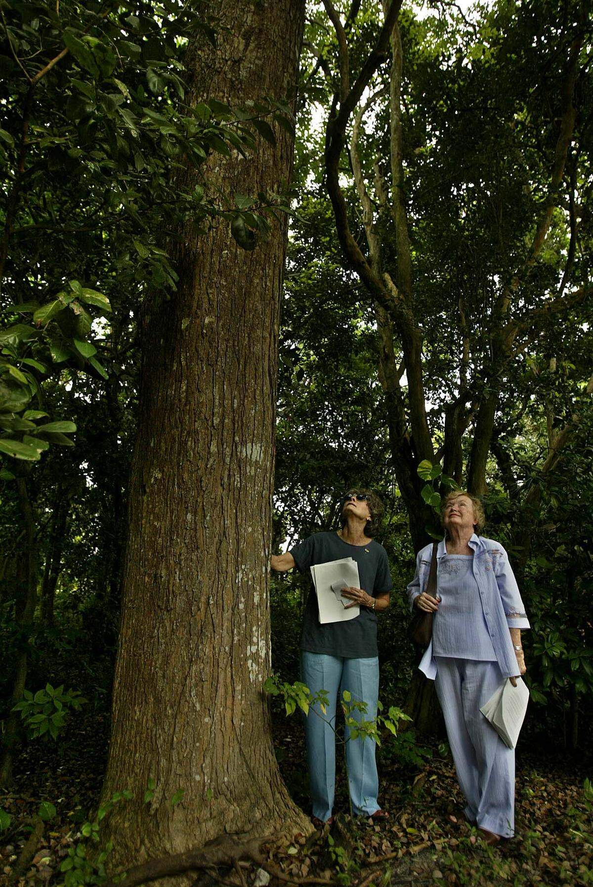 In this file photo from Sept. 22, 2002, from Sewell Park, Janet McAliley, member of the Miami River Commission and Sallye Jude, a member of the City of Miami Park Advisory Board, at right, stand underneath a massive native Paradise tree at the park. The City of Miami wanted to put its police horse stables in the park but the environmentalists felt the plan encroached into native hammocks land.
