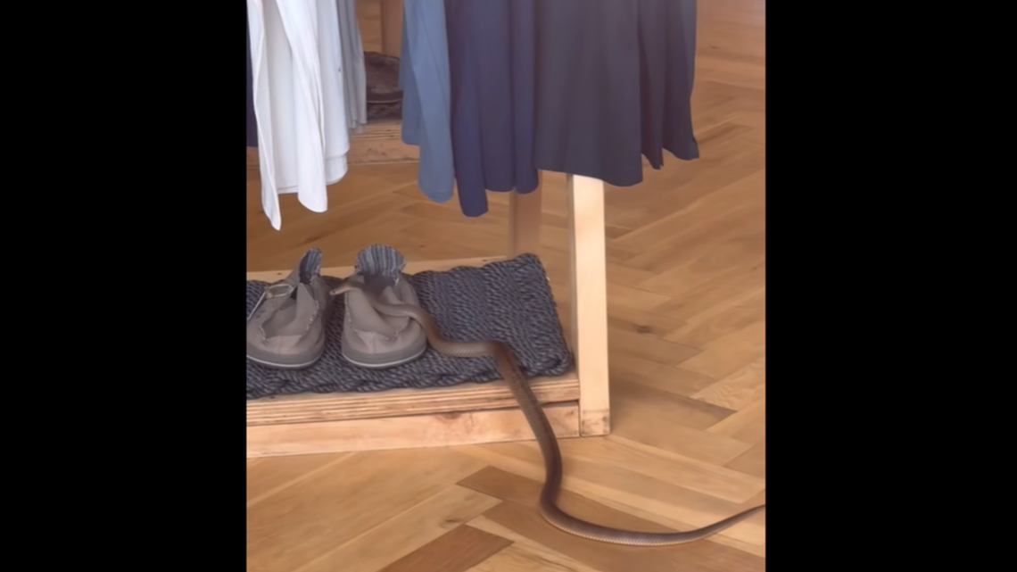 The eastern brown snake was seen crawling around a shoe display but went into hiding when a trapper arrived.