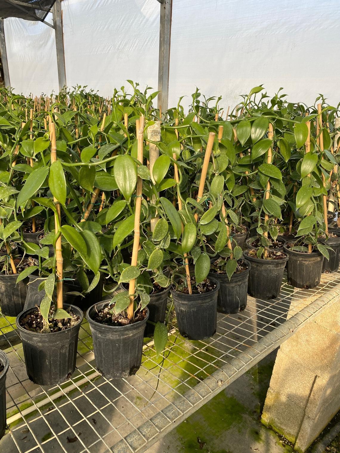 Victor Gonzalez is interested in using new DNA research to help start a vanilla business in Homestead, where he is currently experimenting with some plants.