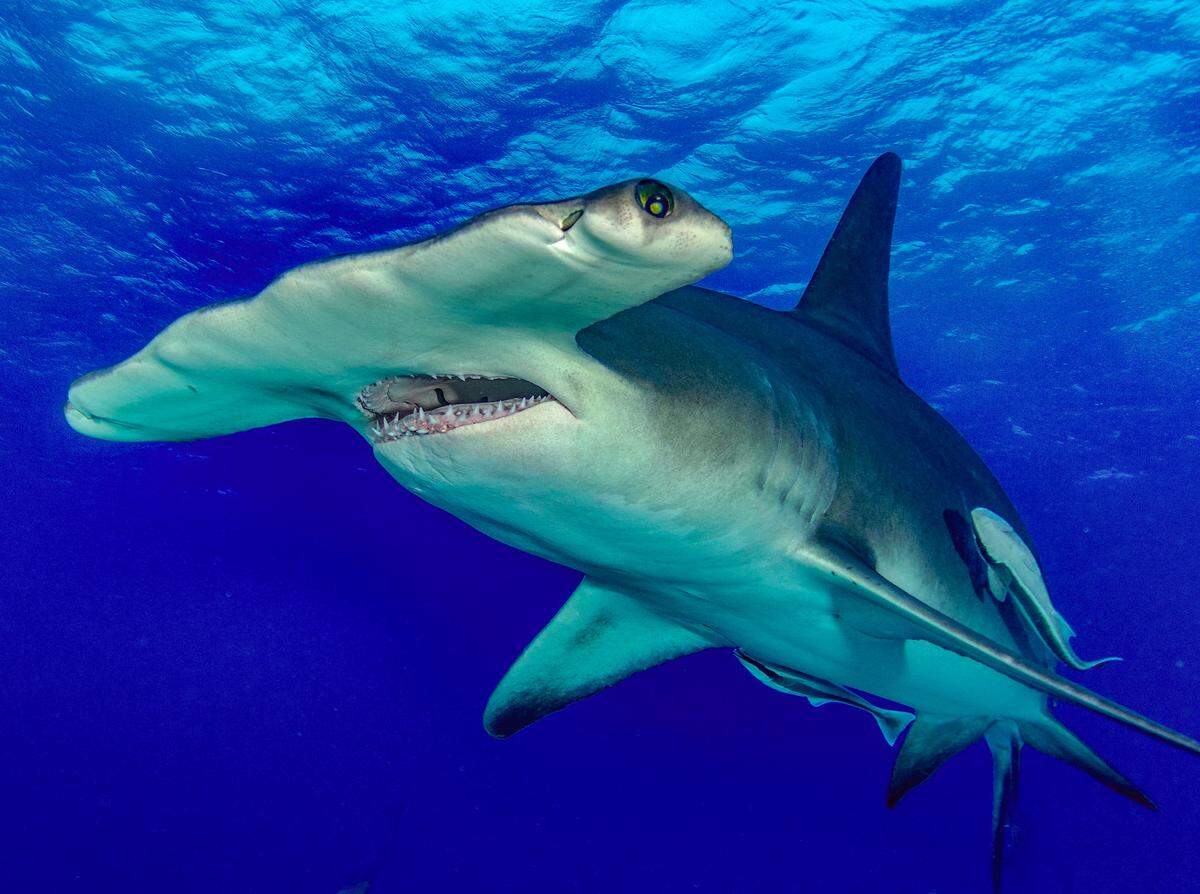 An underwater photo of a hammerhead shark, which bumped into photographer Don Rhodes during his Bimini diving trip in January 2017.