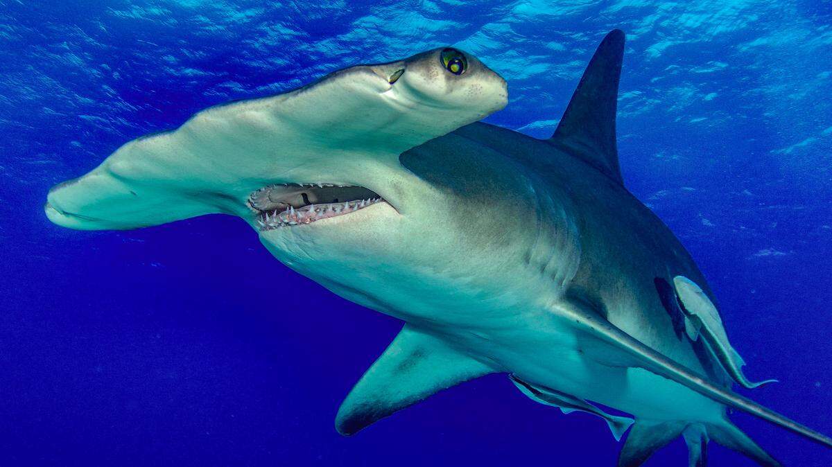 An underwater photo of a hammerhead shark