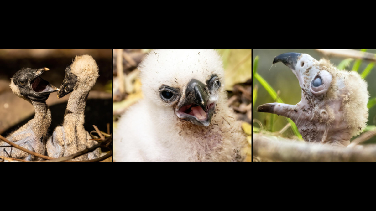Zoo Miami welcomes exotic baby birds. From a cinereous vulture to a harpy eagle, see rare hatchlings from Asia, Africa, and Tropical America.