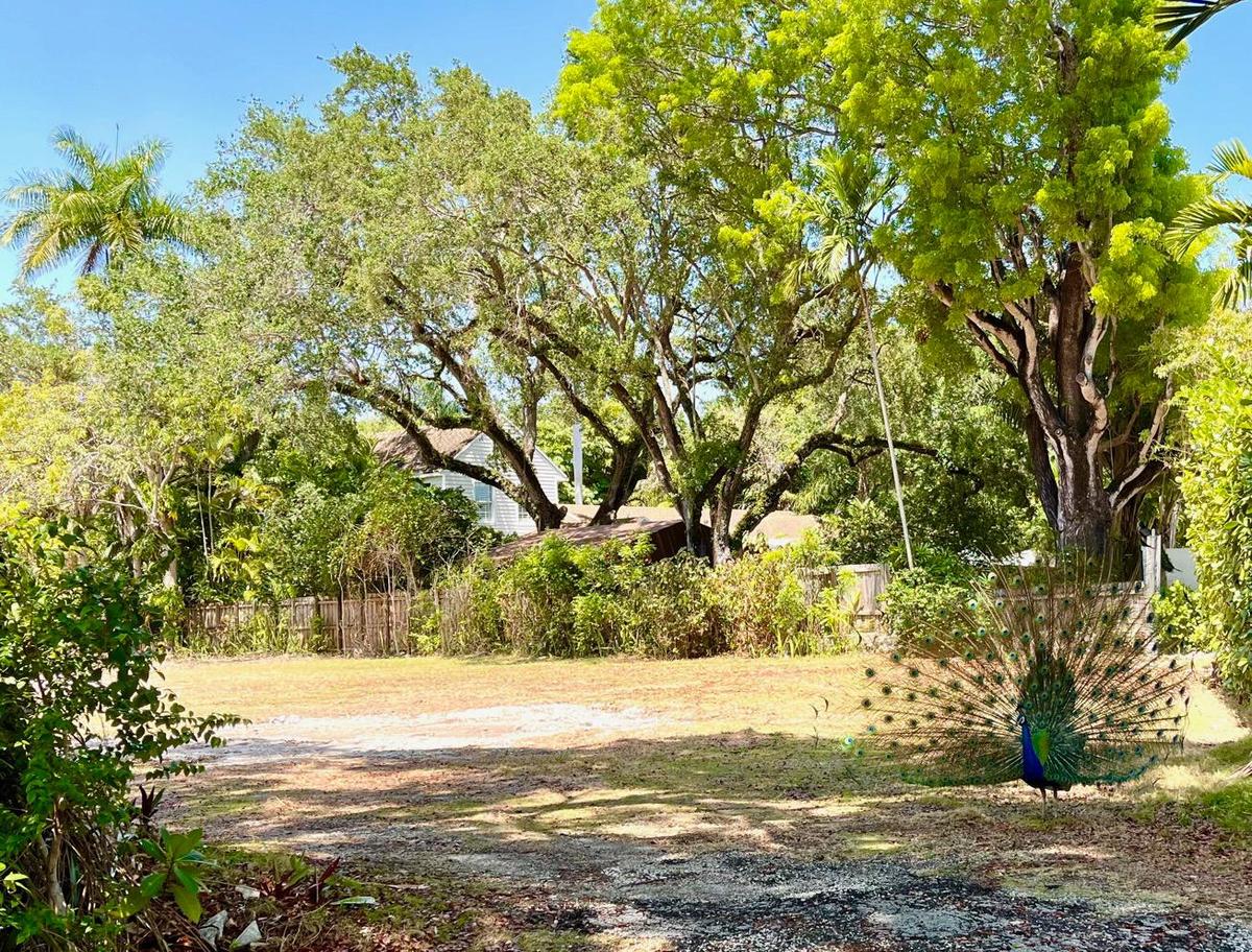 The vacant lot on Tigertail Avenue, where a 1920 Art Deco-style house once stood, is now a favorite hangout of peacocks.