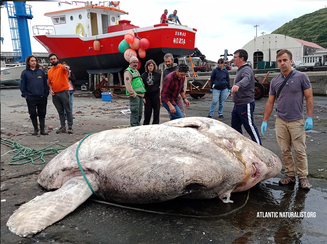 Photos show the record-setting giant sunfish.