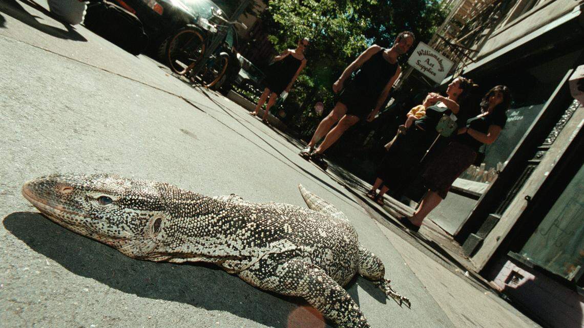 nile monitor lizard invasive species