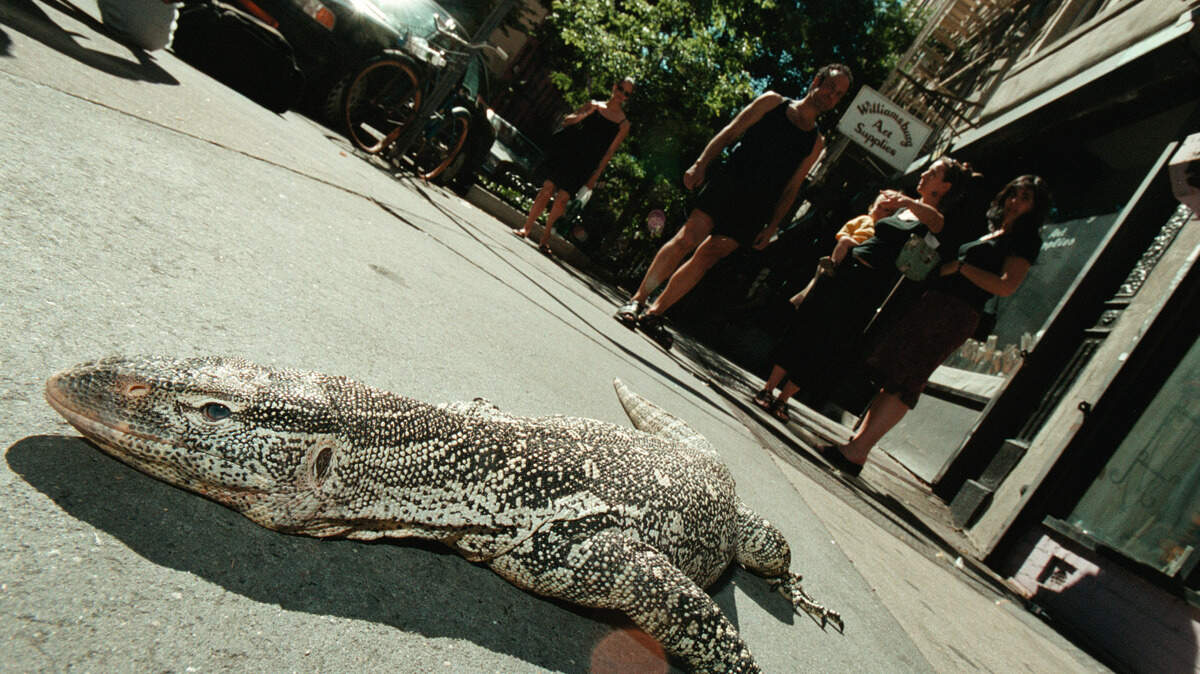 nile monitor lizard invasive species