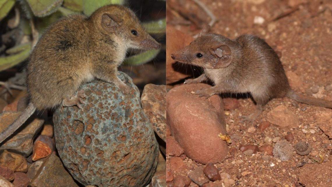 Two new species of “shrew-like” marsupials were discovered in Australia, according to a new study.