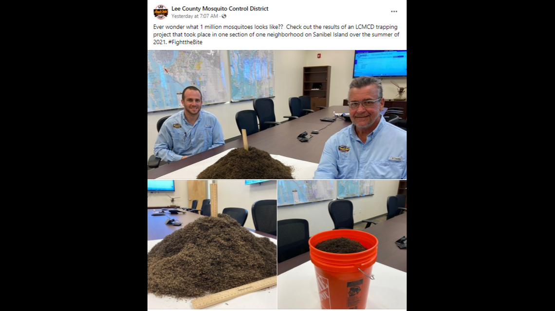 The pile stands 8 inches tall and about 18 inches across ... and amounts to about 5-gallons of dead bugs.