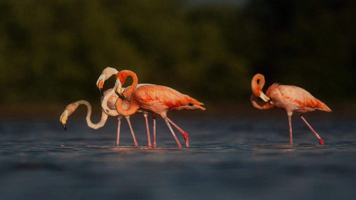 Flamingos feed and preen in Estero Bay Preserve State Park in Florida in September.
