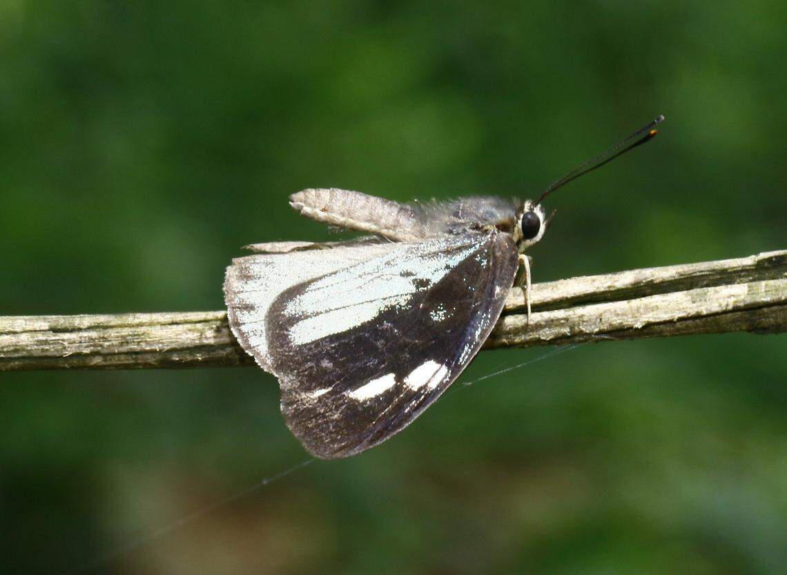 Males of the new species have iridescent green scales on the back of their wings.